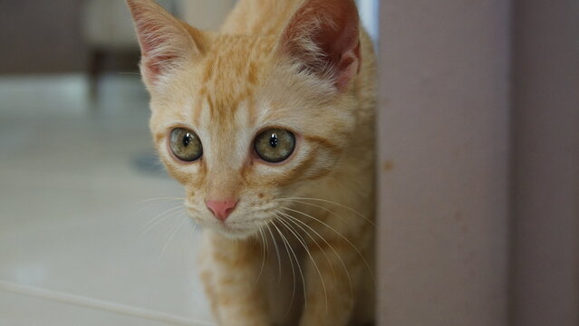 Gato Amarelo Chamada Meggie