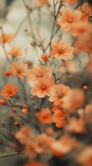 Orange flowers in bloom, soft focus. Nature and tranquility concept