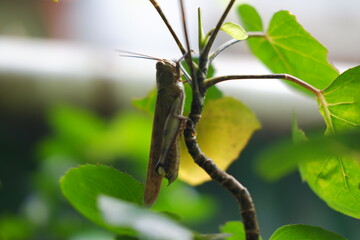 A grasshopper perched on a branch