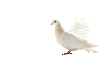 Fototapeta premium pigeon on a transparent background