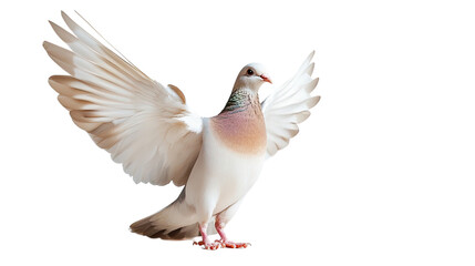 Obraz premium pigeon on a transparent background