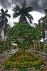 palm trees in the park