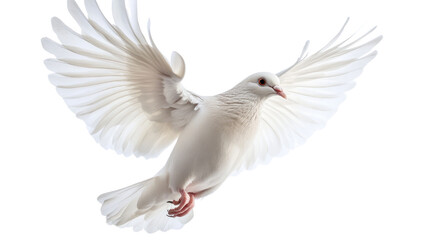 Obraz premium pigeon on a transparent background