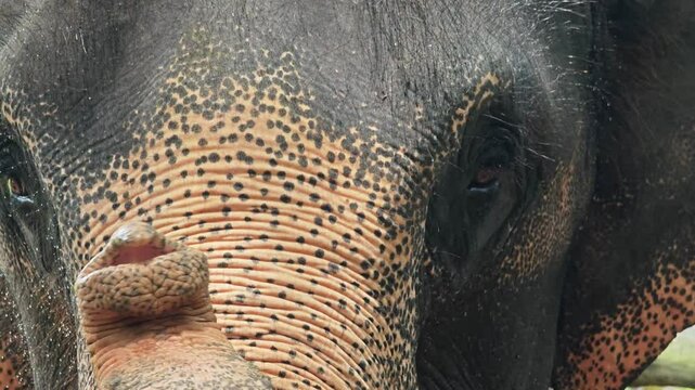 Elephant Trunk Close Up Detail in Thailand.