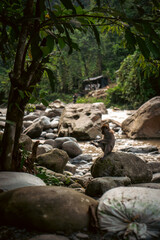 stream in the forest