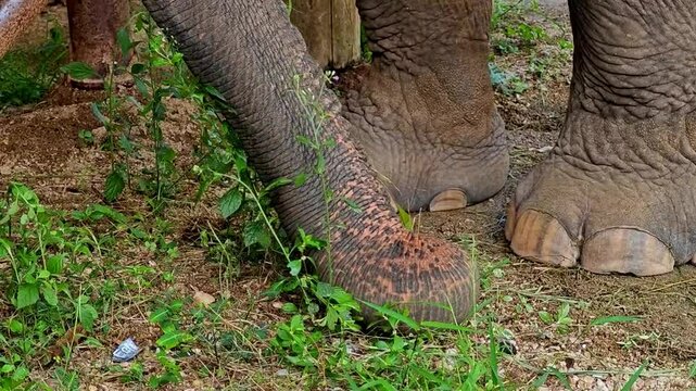 Close-up shot while elephant trunk finding food on the floor.