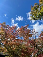 Autumn leaves and blue sky in Japan