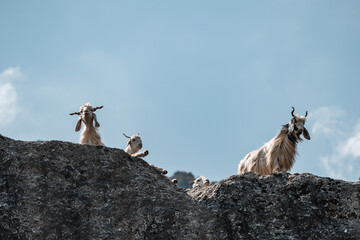 mountain goat on a rock