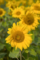 sunflower in the field