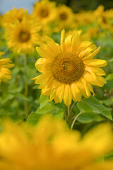 Fototapeta premium field of sunflowers
