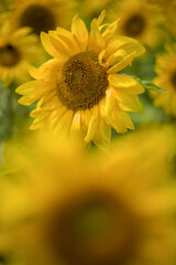 Obraz premium sunflower in the field