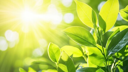 Green Leaves and Sunlight Background