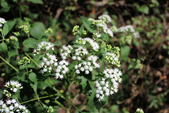 White snakeroot florets at Camp Ground Road Woods in Des Plaines, Illinois