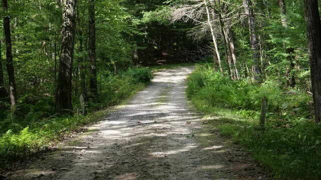 Hiking on a dirt road in the connecticut woods on a summer afternoon