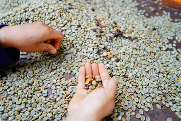 background coffee bean sorting process arabica coffee bean sorting concept hand harvest