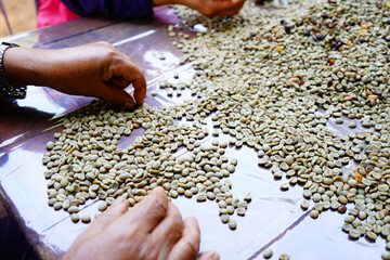 background coffee bean sorting process arabica coffee bean sorting concept hand harvest