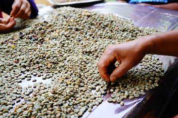 background coffee bean sorting process arabica coffee bean sorting concept hand harvest