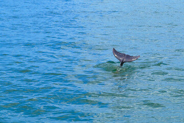 Dolphin Tail