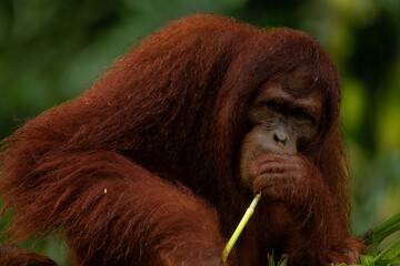 Adult orangutan busy with eating leaves on a rainy day, close up portrait © Tatiana Kashko
