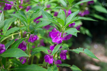 purple flower in the garden