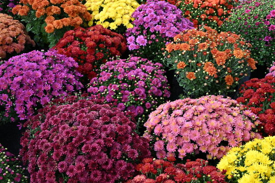colorful mums plants at a market