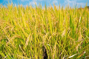 黄金色に色づいた稲穂