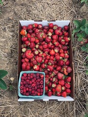 strawberries and raspberries