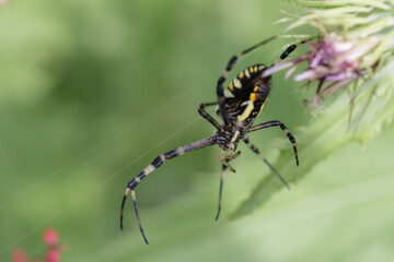 Orb-weaver spider insect on green leaf by thistle flower