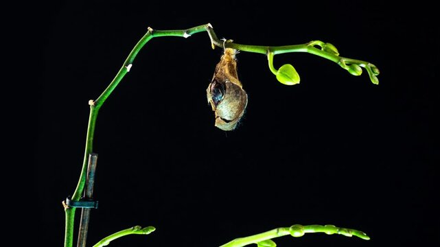 The Magnificent Emergence of the Atlas Moth: A Stunning Time-Lapse of Nature's Masterpiece