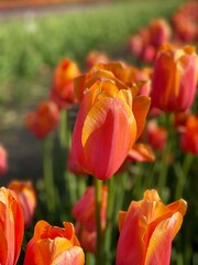 red and yellow tulips