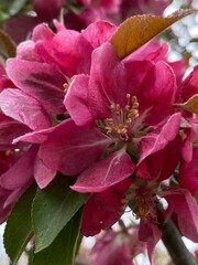 pink and white flowers