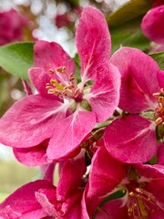 close up of pink flower