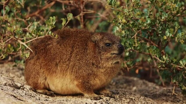 rock hyrax cute animal close up outdoor in wildlife nature of South Africa, Simon's town. Mammal animals procavia capensis concept. Little brown hyrax portrait cleaning his soft fur at sunny day