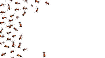 Graphic frame of ants insects, isolated border