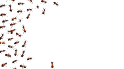 Graphic frame of ants insects, isolated border