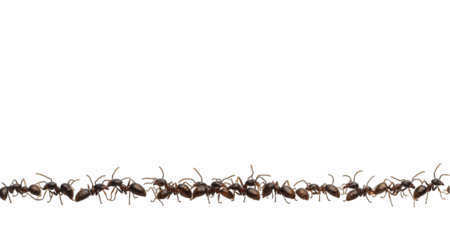 Graphic border of ants, isolated on white background