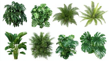 Set of Lush Green Tropical Plants (Monstera, Palm, Rubber Plant, Pine, and Fern) Isolated on White Background, Featuring Vibrant Foliage and Natural Aesthetics