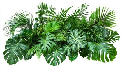 Obraz premium Set of Lush Green Tropical Plants (Monstera, Palm, Rubber Plant, Pine, and Fern) Isolated on White Background, Featuring Vibrant Foliage and Natural Aesthetics