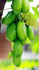 Averrhoa bilimbi or cucumber tree grow on tree.