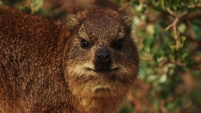 rock hyrax cute animal close up outdoor in wildlife nature of South Africa, Simon's town. Mammal animals procavia capensis concept. Little brown hyrax portrait cleaning his soft fur at sunny day