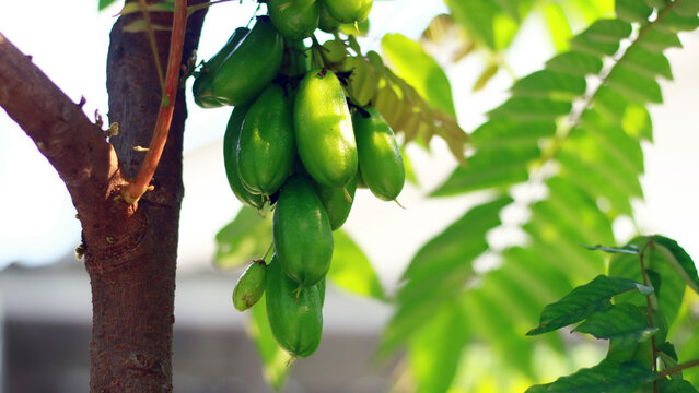 Averrhoa bilimbi or cucumber tree grow on tree.