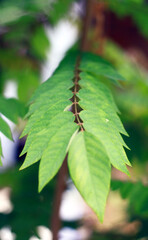 Averrhoa bilimbi leaves grow on trees.