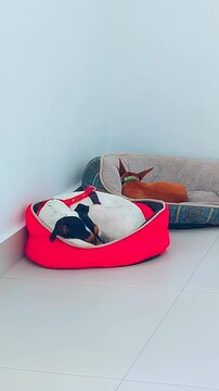 Perros durmiendo en camas.