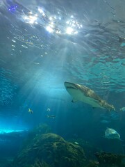 Fototapeta premium shark and diver