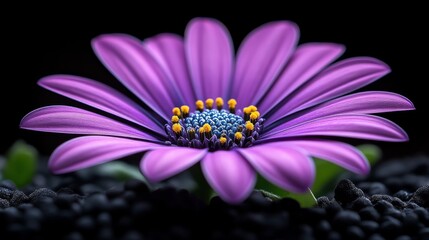 Fototapeta premium Purple daisy flower with vibrant petals on black background, macro photography. Nature and beauty concept