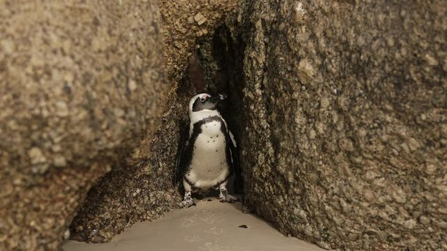One little African penguin on sandy beach hiding between rocks. Spheniscus demersus or jackass penguin. Colony on Boulders Beach Nature Reserve in Simon's Town in South Africa. Wildlife nature birds
