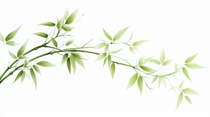 bamboo leaves isolated on white