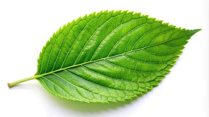 Fototapeta premium vibrant, white background, nature, natural,green, growth, organic, clean, simplicity, botanical, leaf, clipping path, green leaf isolated on white background with clipping path