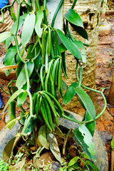 Selective focus Naturally Grown Vanilla , Fresh Vanilla pods from farm and hand picked by local farmers, Vanilla Fargrans (Salish) Ames, Vanilla Planifolia.