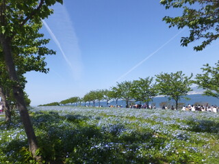 澄み渡る春のネモフィラ公園（舞洲公園、）